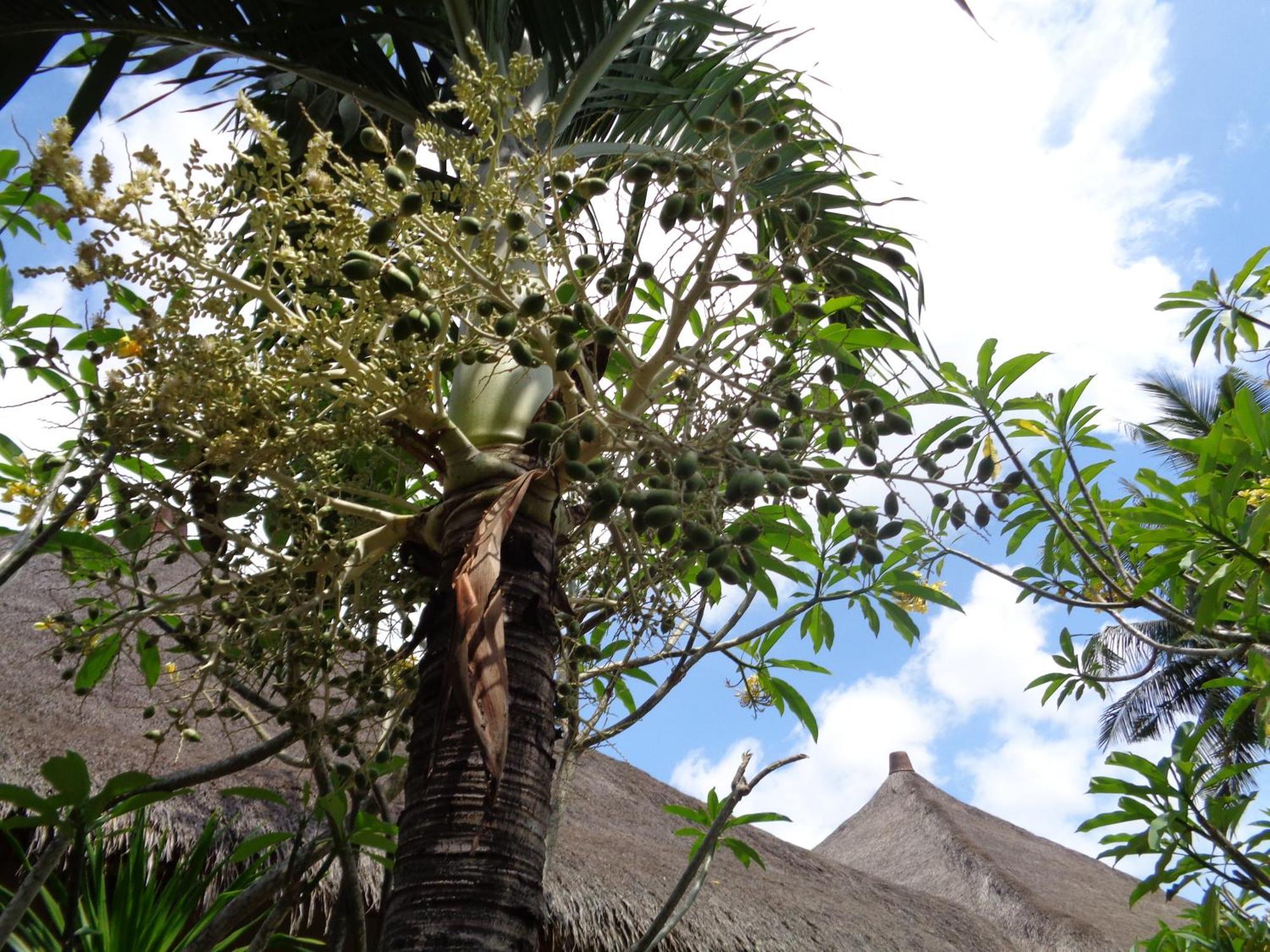 Mushroom Garden Villas Lembongan Exterior foto